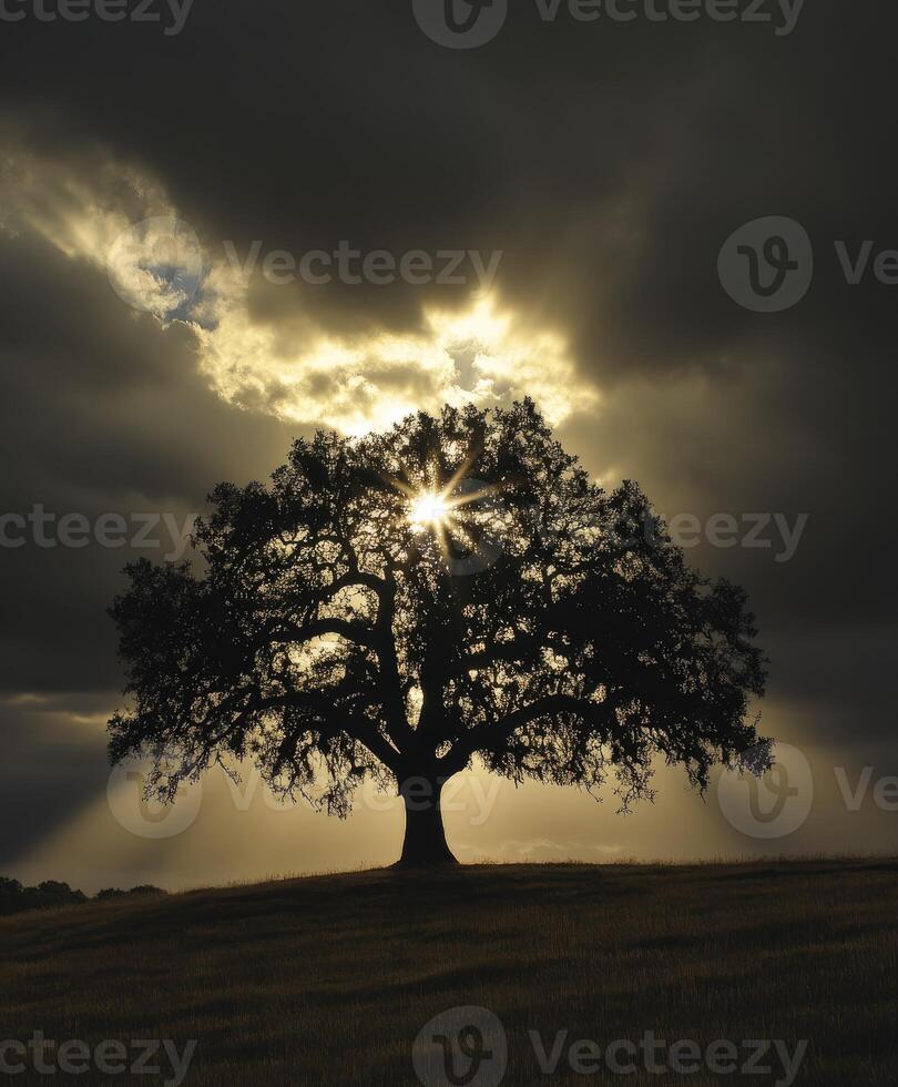 Sunlight filters through clouds behind a majestic oak tree at dusk photo