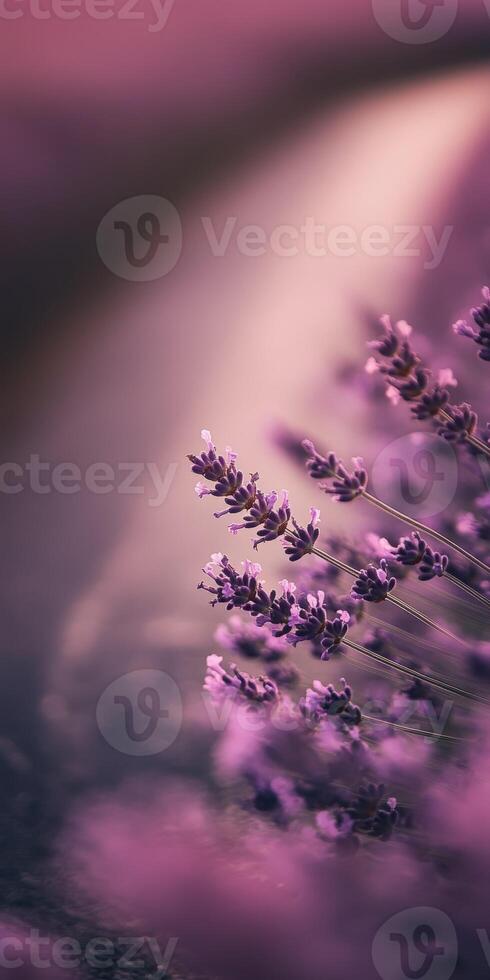 Lavender blooms glisten softly in evening light by a quiet pathway photo
