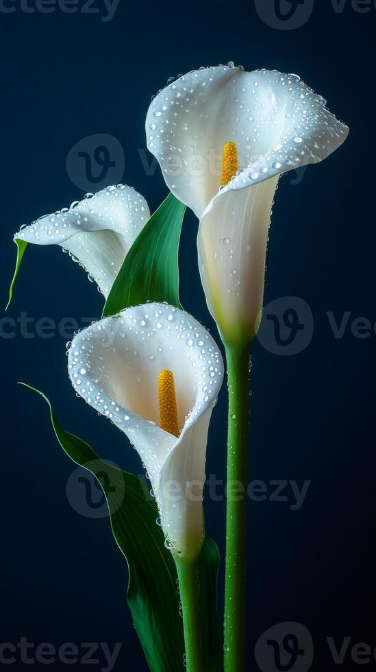 Calla lilies showing their elegance with water droplets on dark blue background photo
