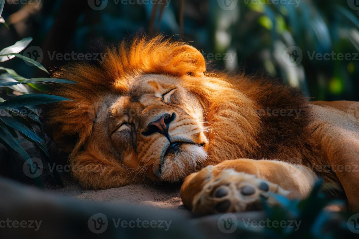 Majestic lion sleeping peacefully in lush green habitat photo