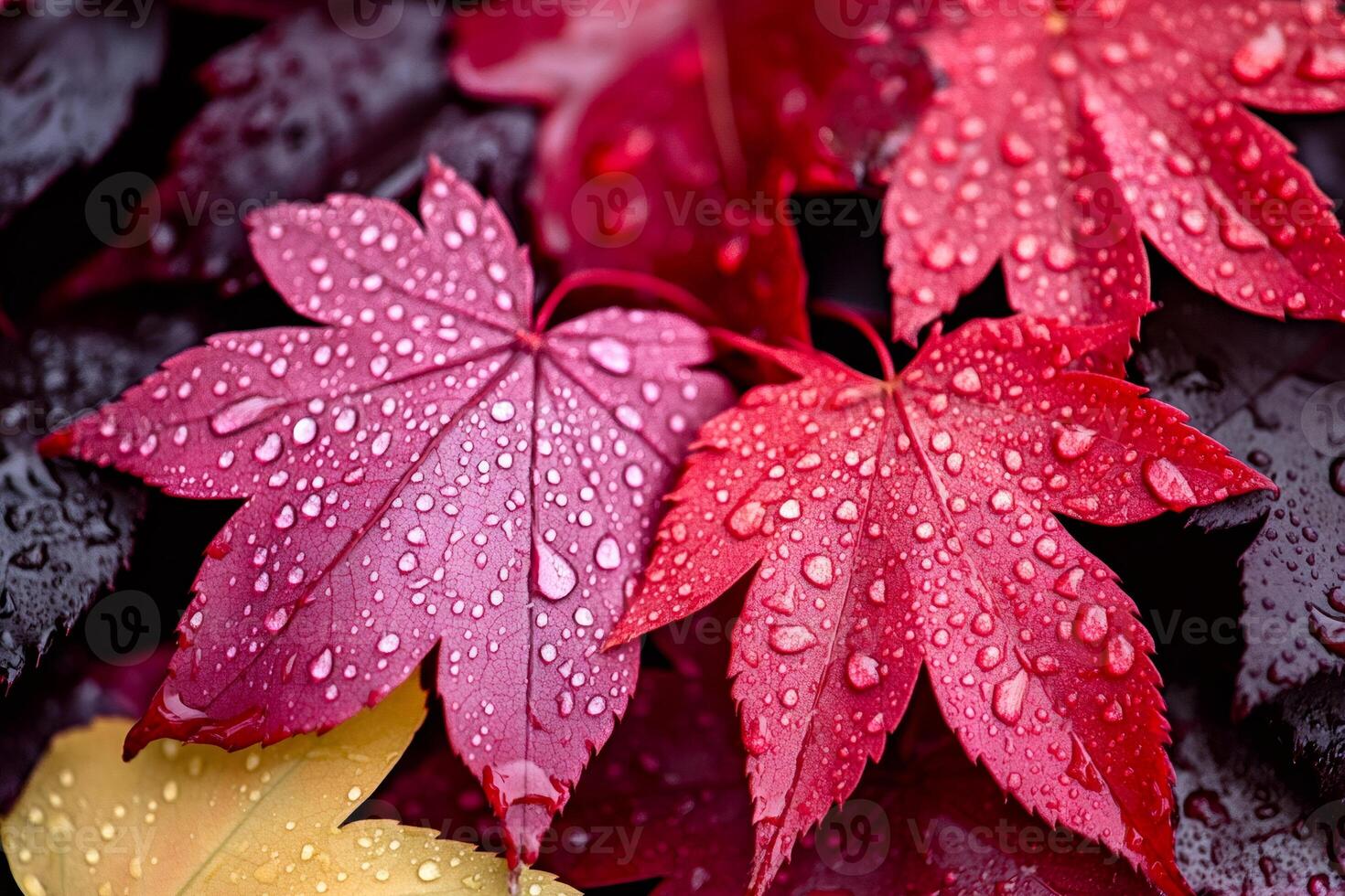 Wet maple leaves showing vibrant autumn colors photo