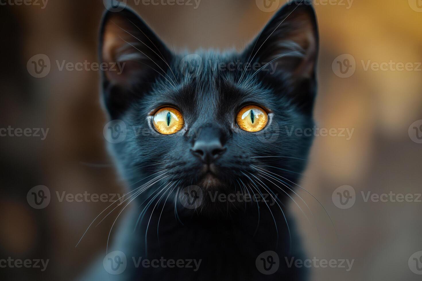 Black cat with piercing yellow eyes staring intently . . photo