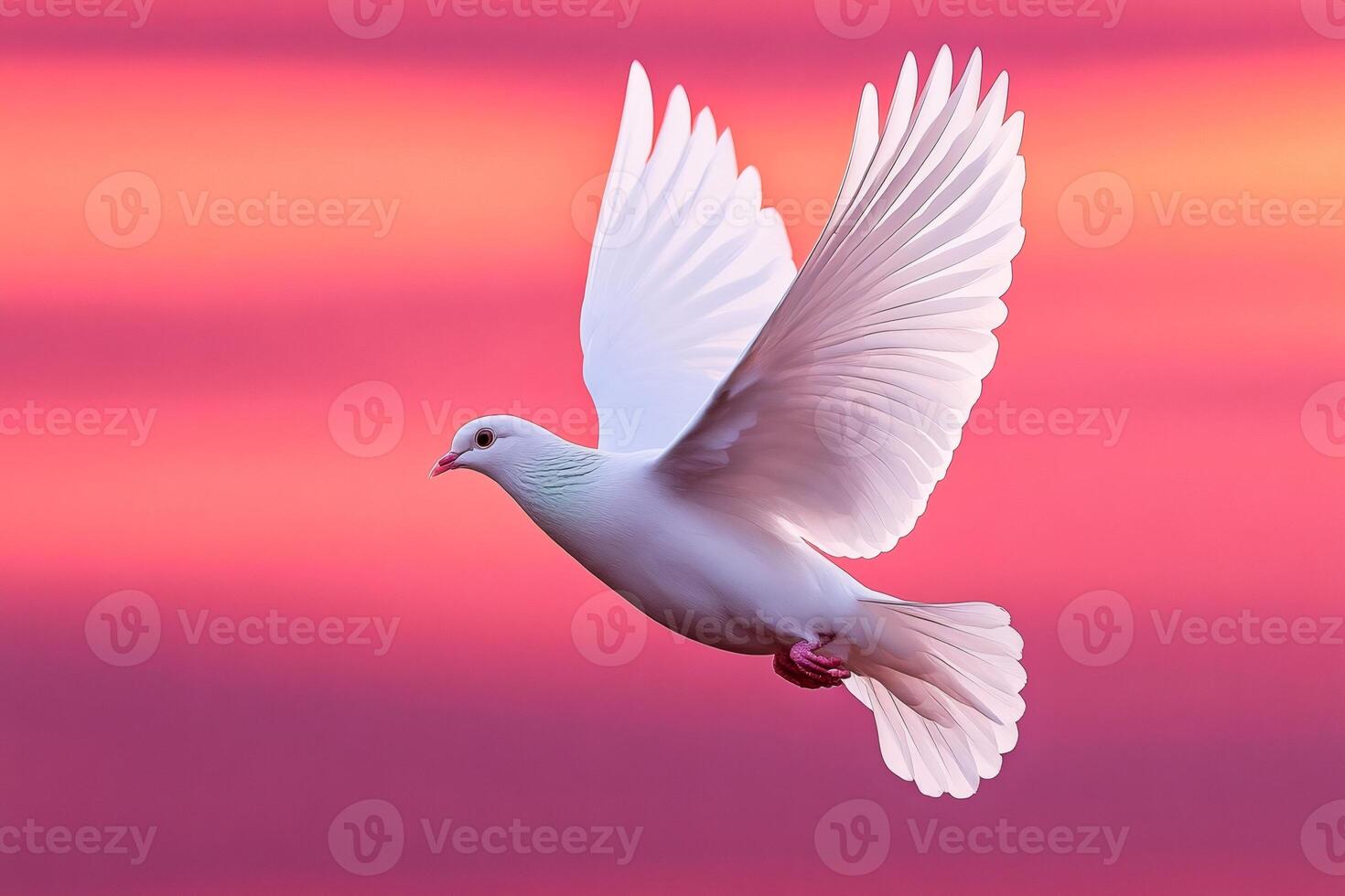 White dove flying with open wings at sunset, symbol of peace and hope photo