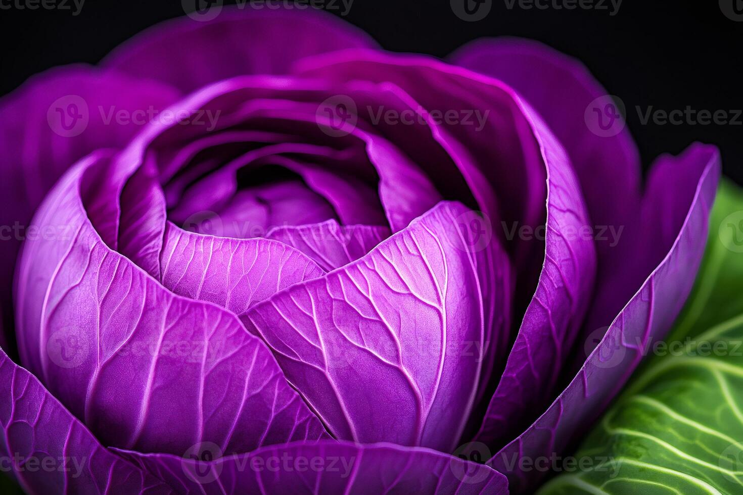 Vibrant purple cabbage showing intricate veins and texture photo