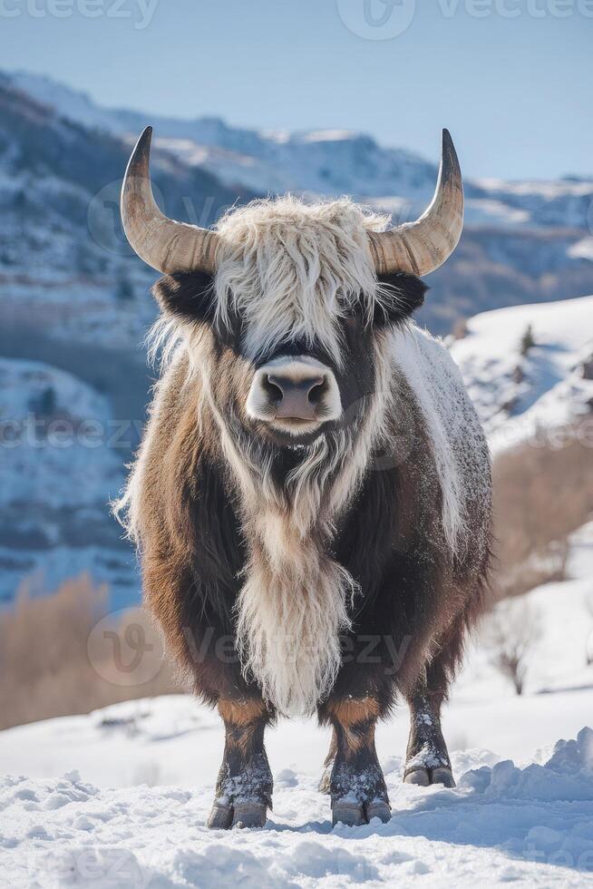 Majestic yak standing in snowy mountain landscape during winter photo