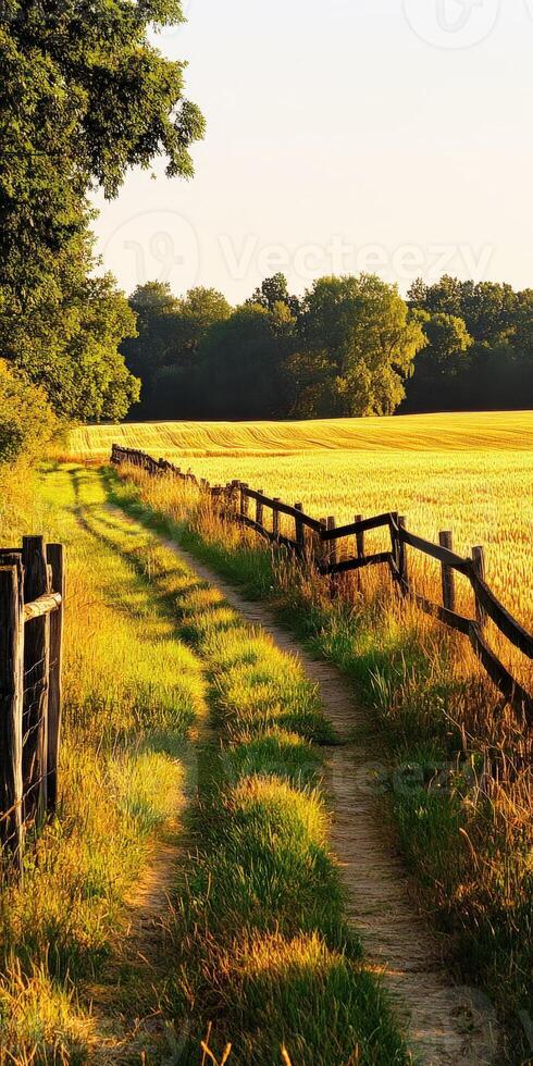 Sunset glow on a rustic dirt road through golden fields and green trees photo