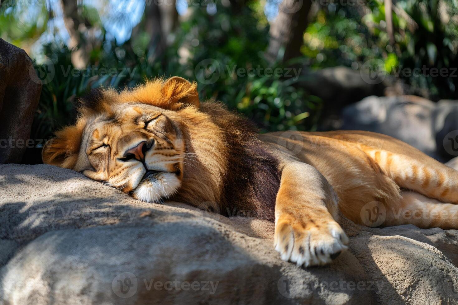 Majestic lion sleeping peacefully on rock in natural habitat photo