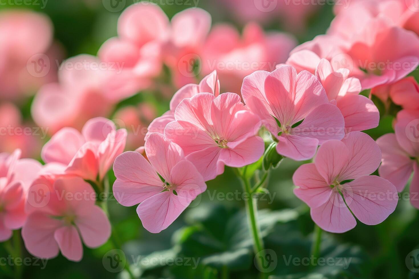 Delicate pink geranium flowers blooming in sunlight photo