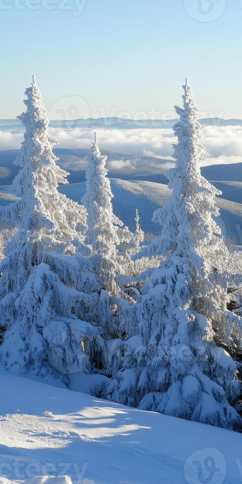 Snow-covered trees in a winter landscape photo