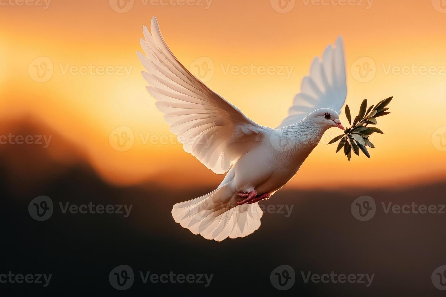 White dove flying with open wings carrying an olive branch at sunset photo