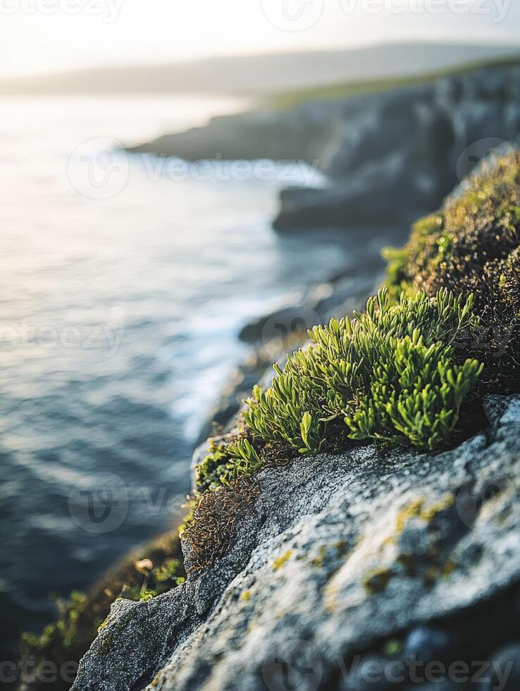 Lush moss growing on rocky coastal cliffs photo