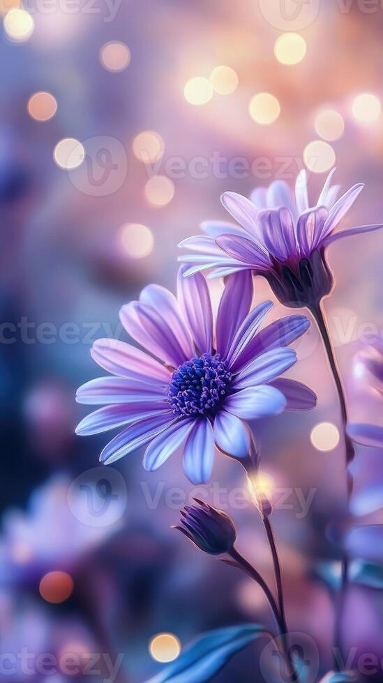 Purple daisy flowers blooming in soft twilight with bokeh lights photo