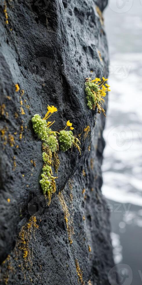 A rock with moss growing on it near the ocean photo