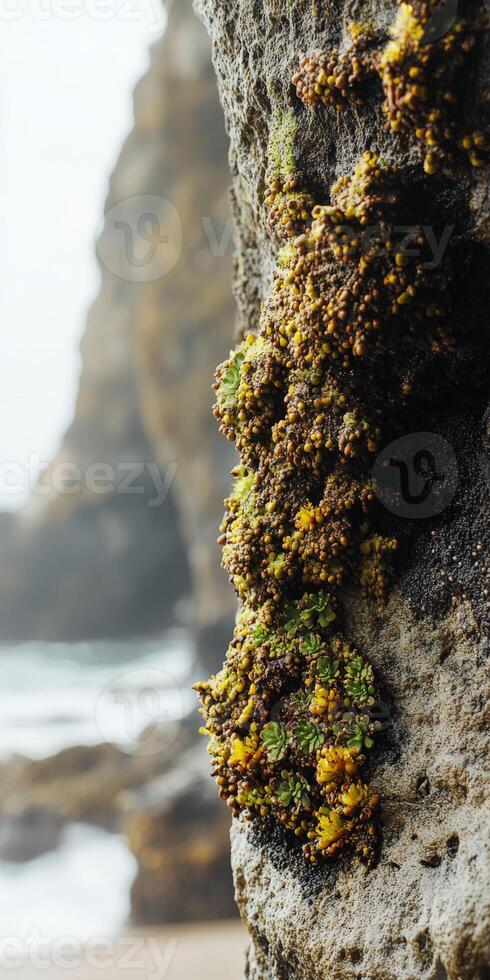 Moss growing on rocky shoreline near ocean photo