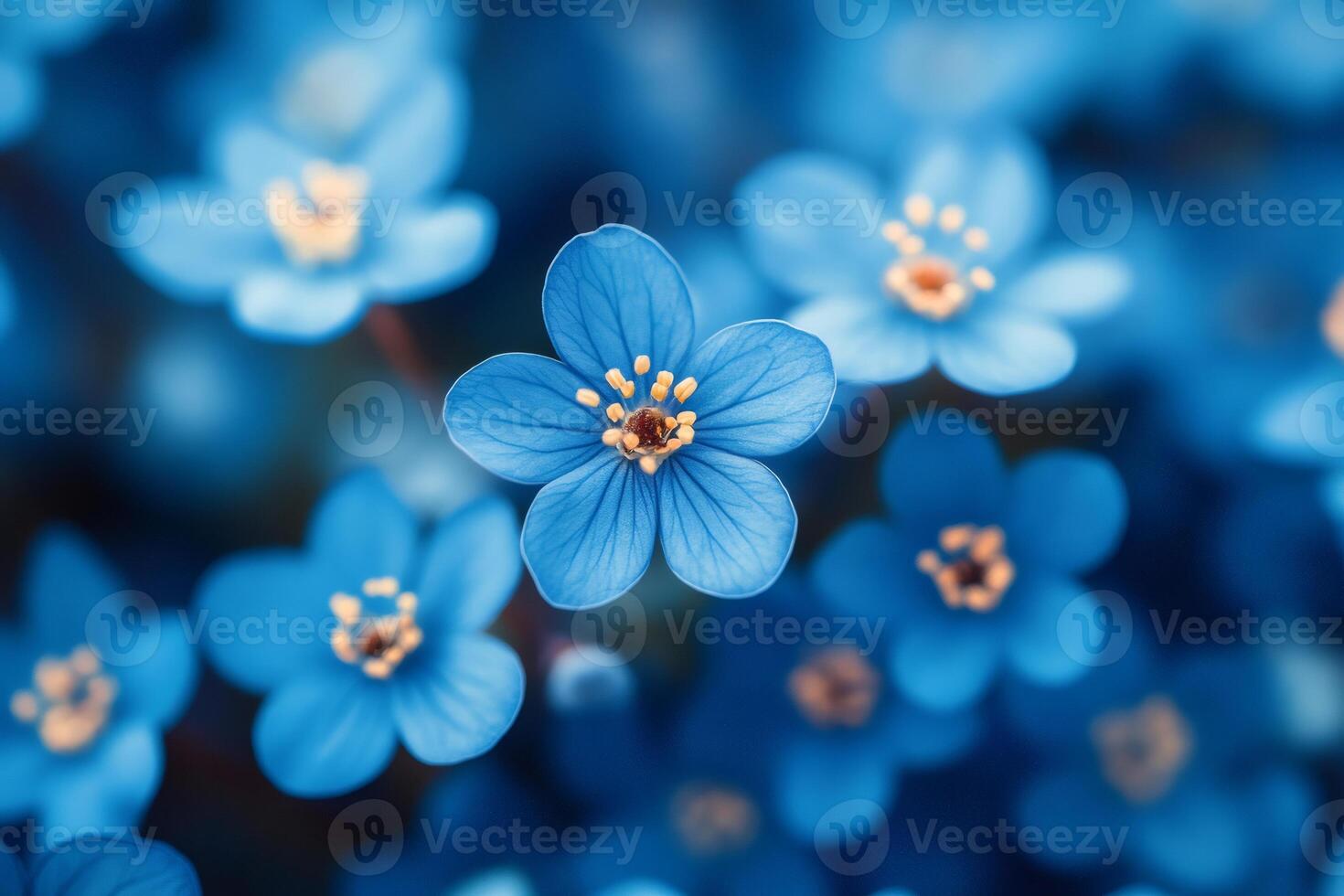 Delicate blue flowers blooming in spring, creating stunning floral background photo