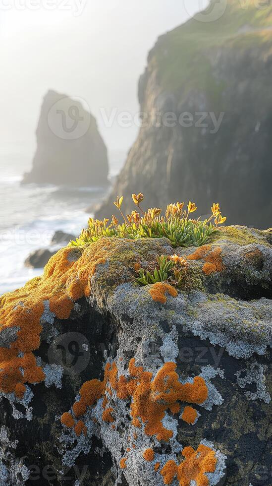 Moss covered rock with flowers by the coast photo