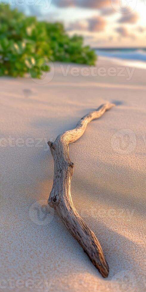 A driftwood branch on the beach at sunset photo