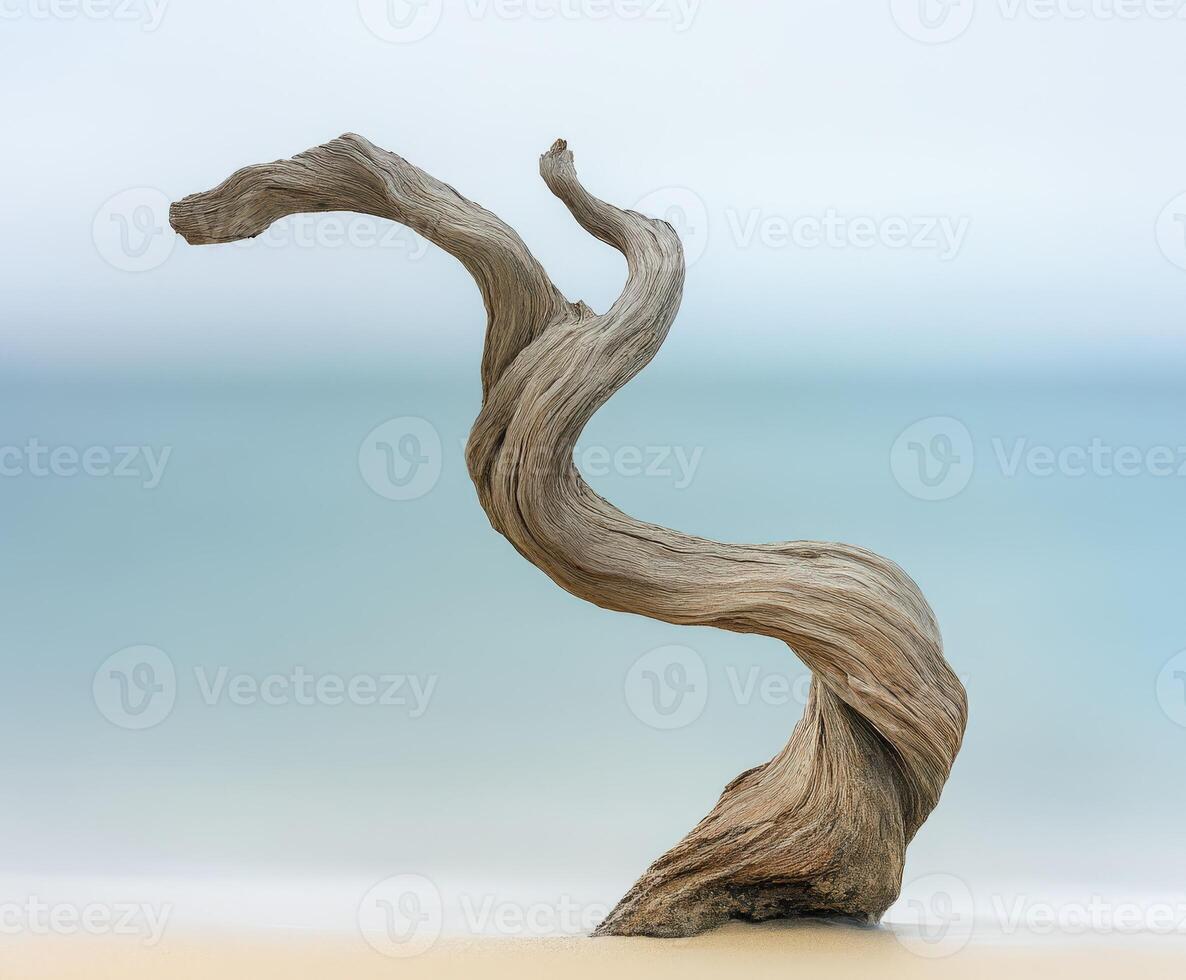 Swirling driftwood along the serene beach photo