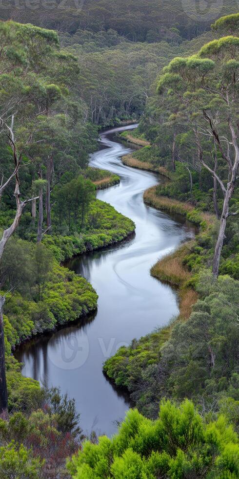 A river runs through a lush green forest photo