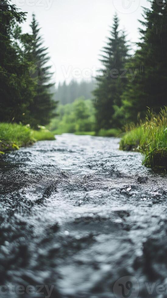 Tranquil stream flowing through lush forest photo