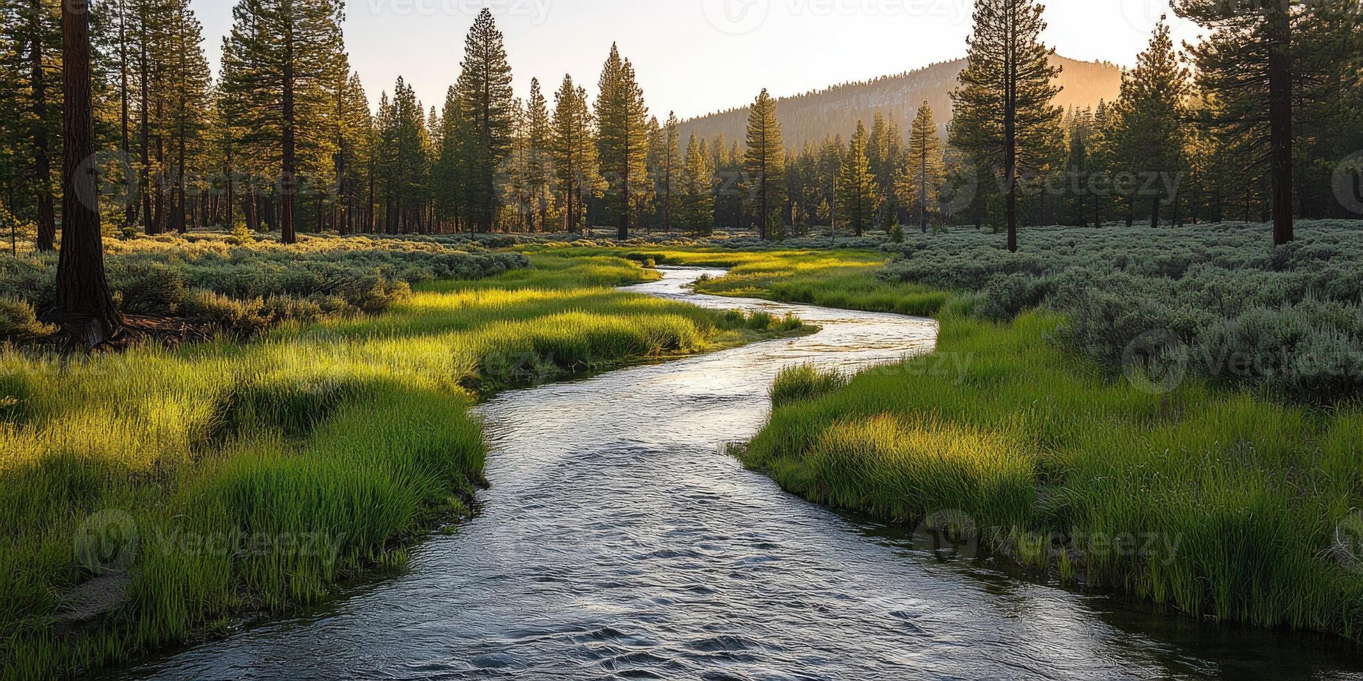 Serene stream winding through lush forest photo