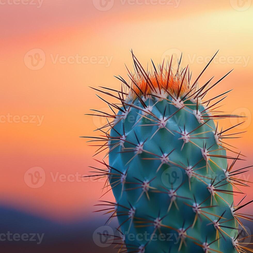 Colorful sunset behind sharp cactus silhouette photo