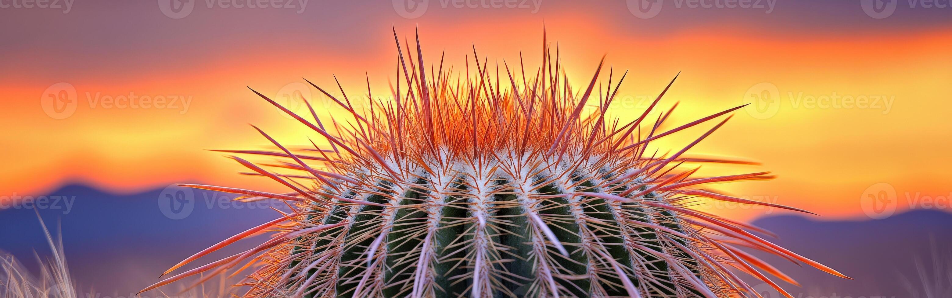 A cactus with a sunset in the background photo