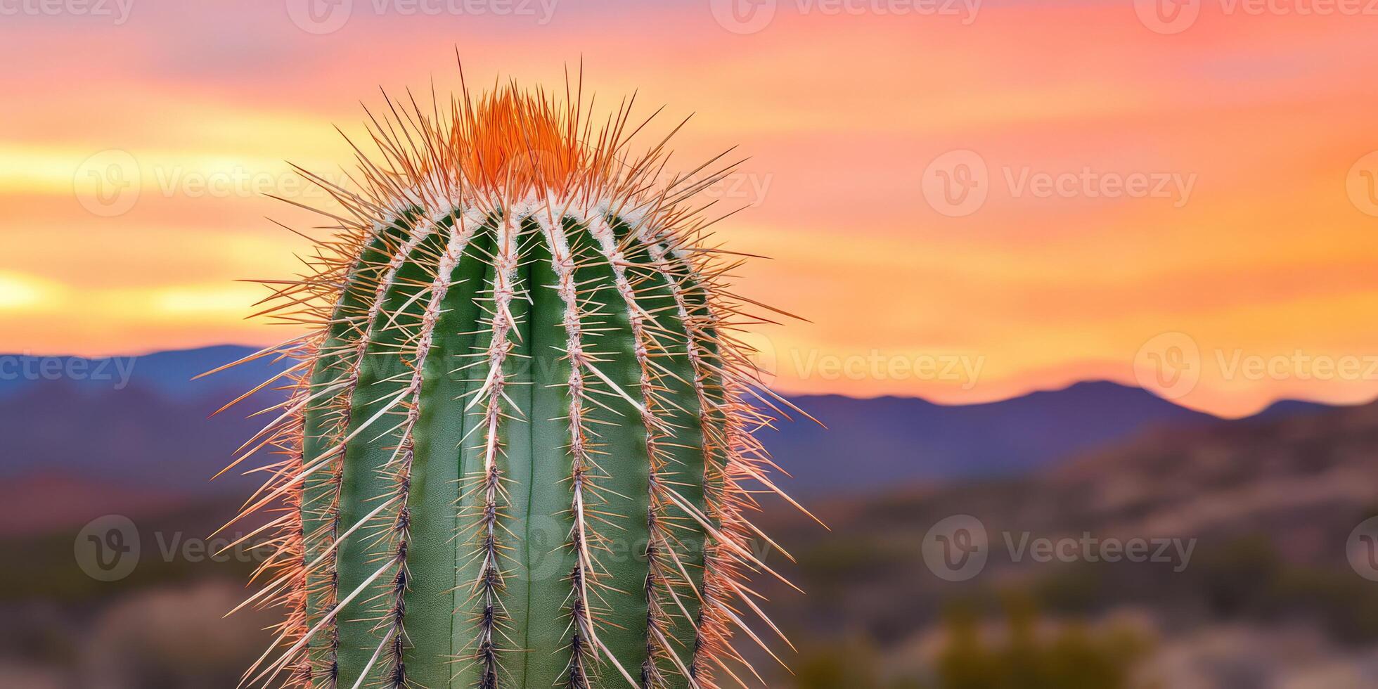 A cactus plant with a red tip at sunset photo