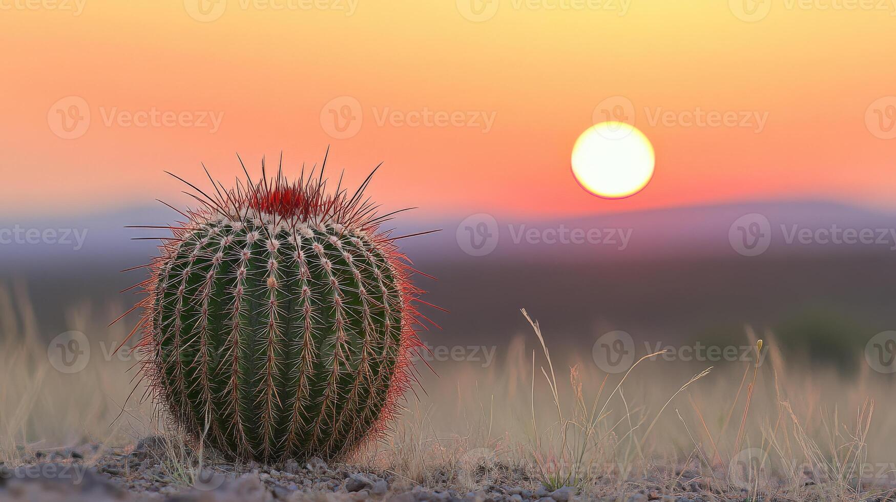 A cactus plant in the desert at sunset photo