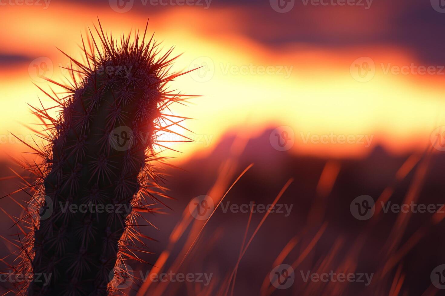 Sunset glow behind a cactus silhouette photo