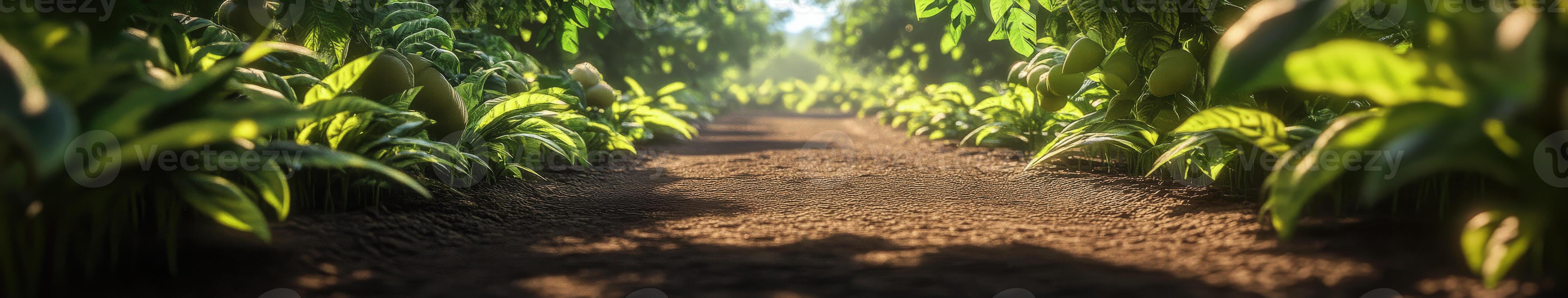 Lush pathway through a green garden grove photo