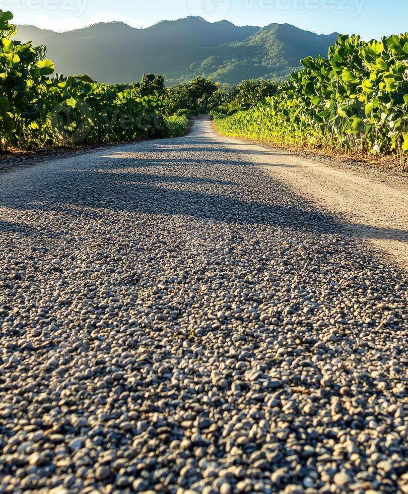Road through vineyards under sunlight photo
