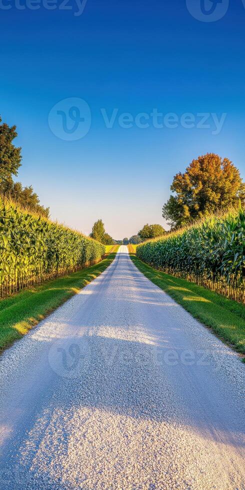 A gravel road with trees and grass on both sides photo
