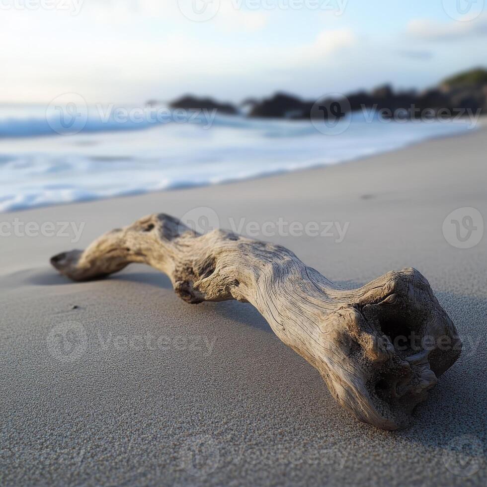 A driftwood log on the beach photo