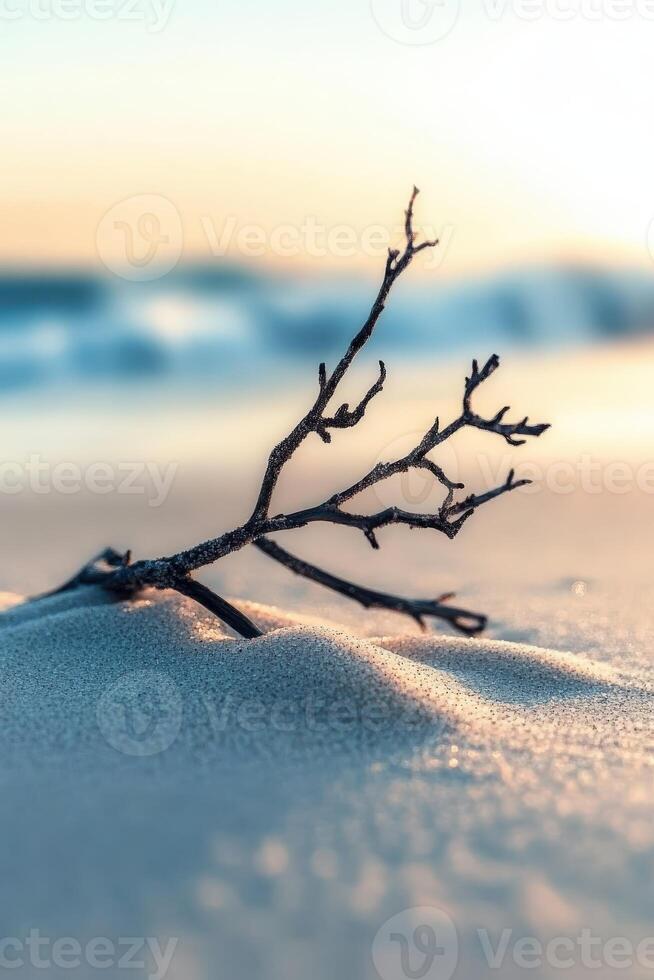 A branch on the beach at sunset photo