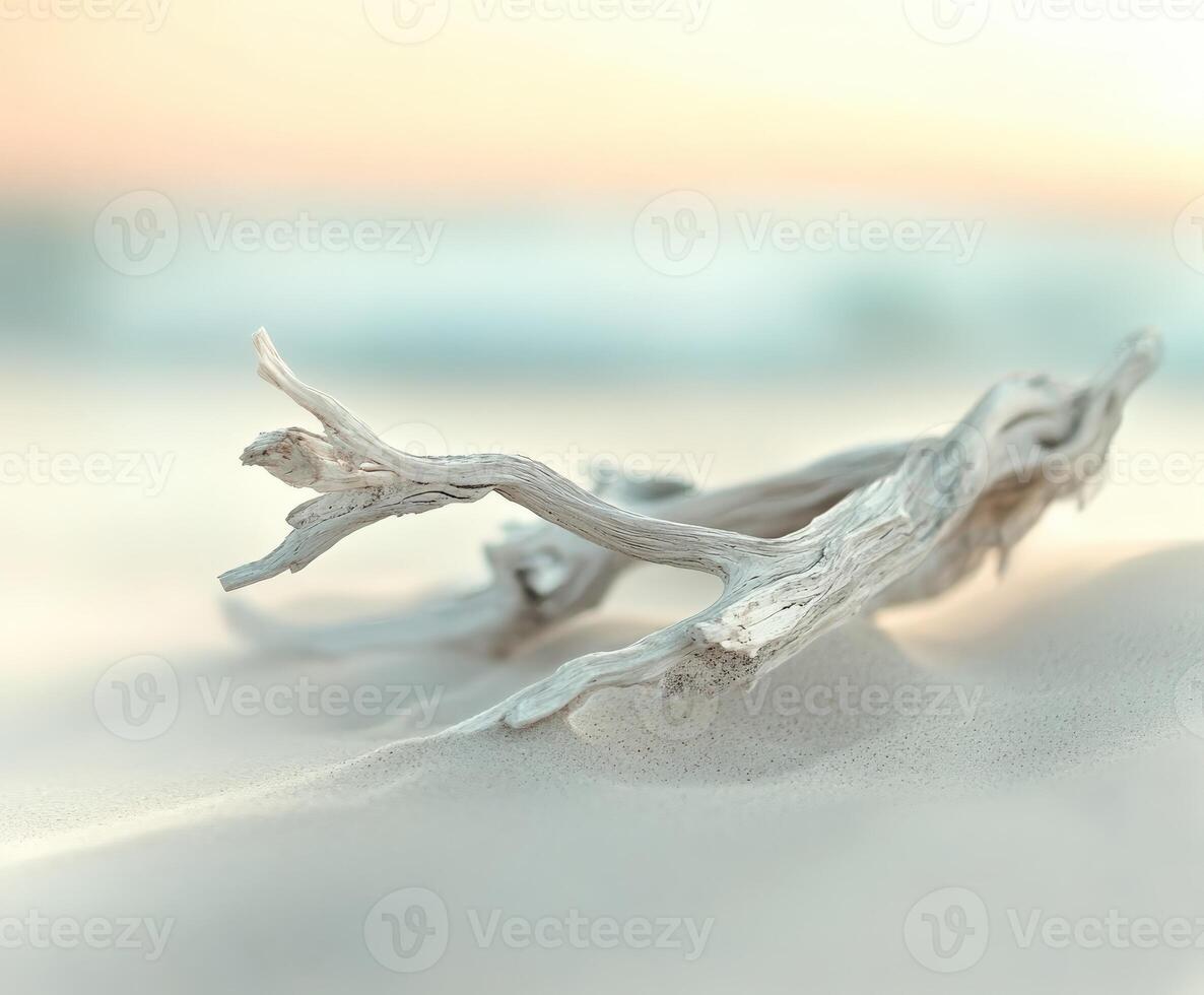 Driftwood on the beach at sunset photo
