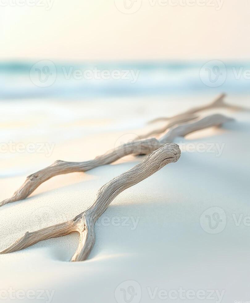 Driftwood on the beach photo