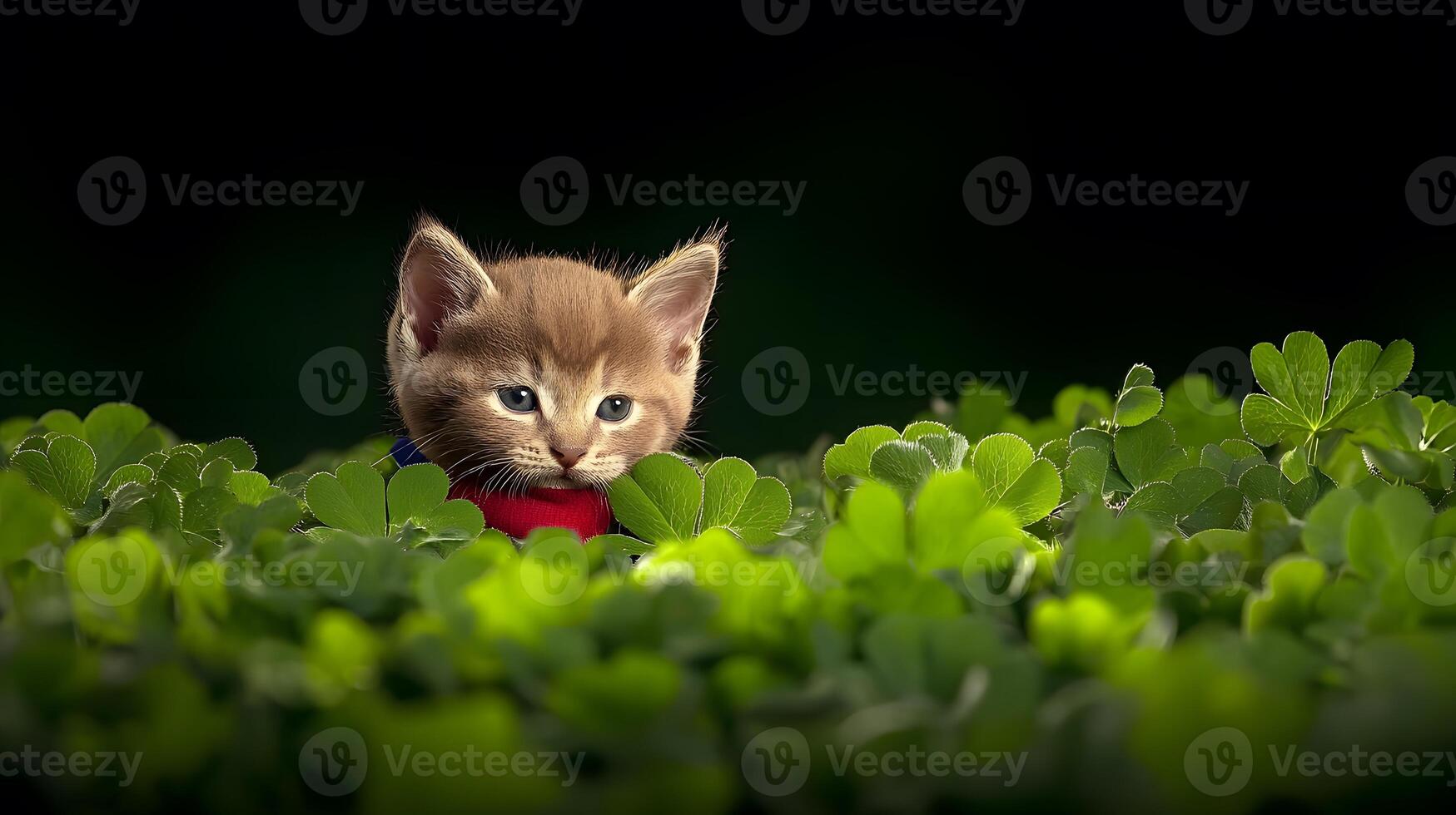 Playful kitten peeking through lush green clovers in a serene garden setting photo