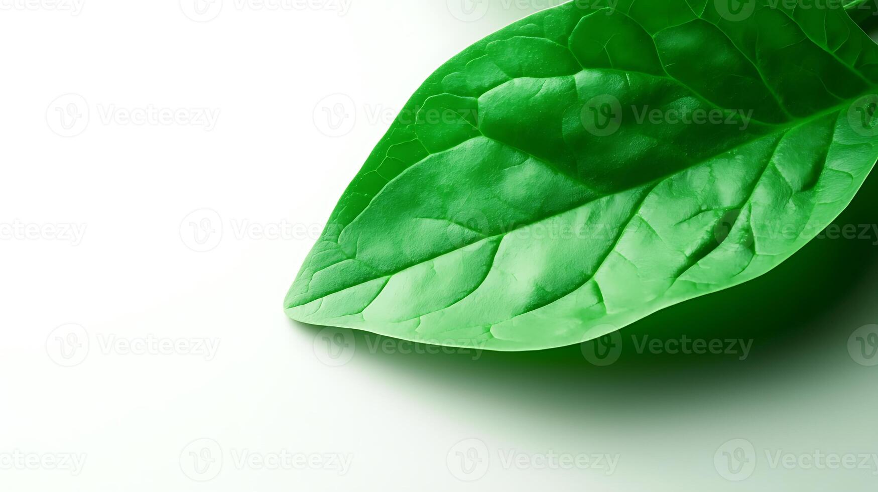 Close-up of a vibrant green leaf showcasing its texture and veins against a soft white background photo