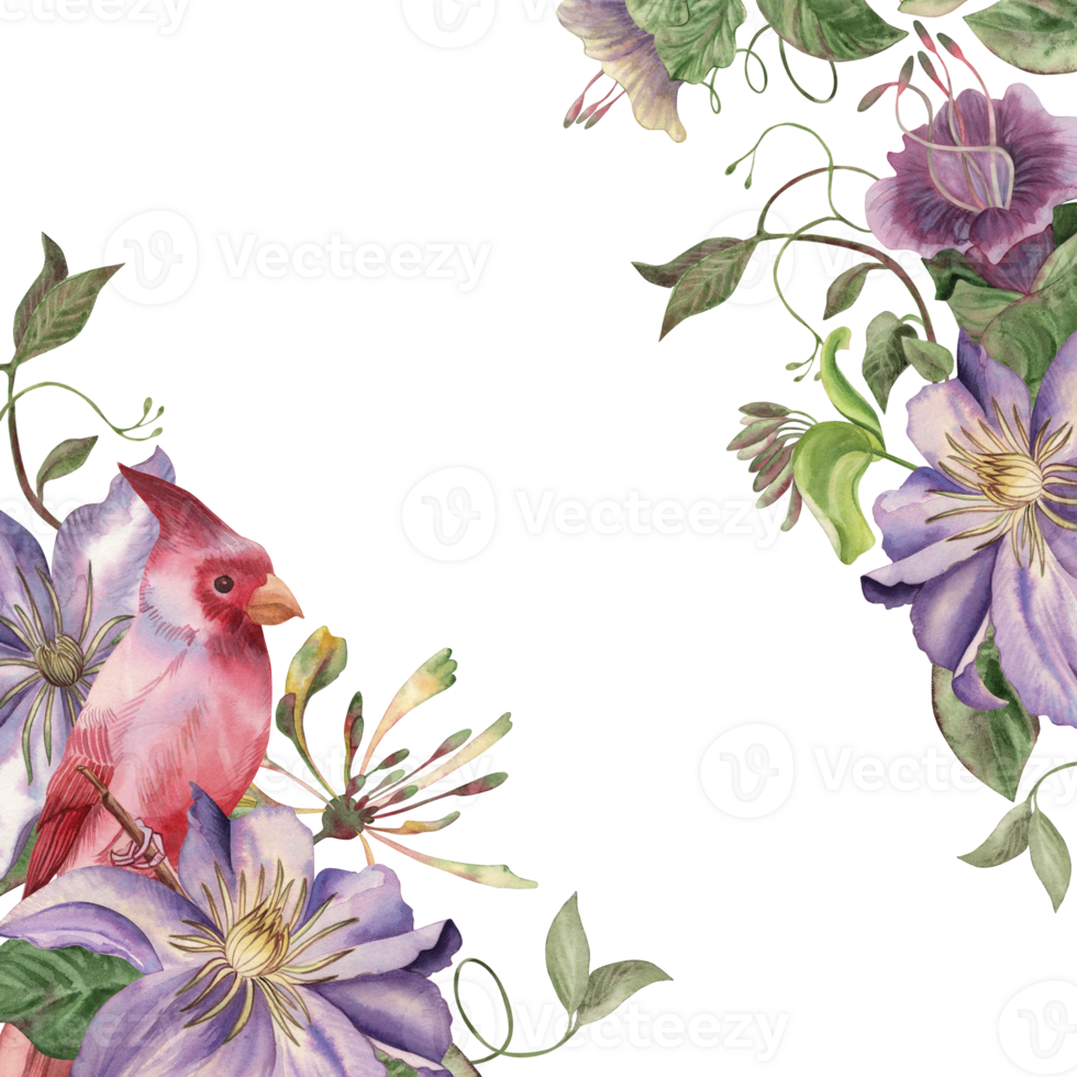 Watercolor frame with bright purple clematis flowers, lush green climbing vines and red cardinal bird. Hand drawn illustration for botanical design, postcards, wedding invitations in vintage style. png