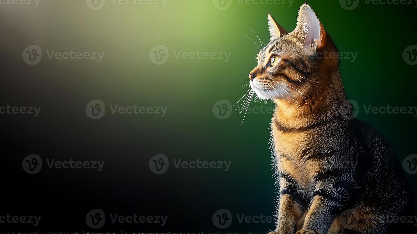 A serene tabby cat gazing thoughtfully into the distance against a soft gradient background photo