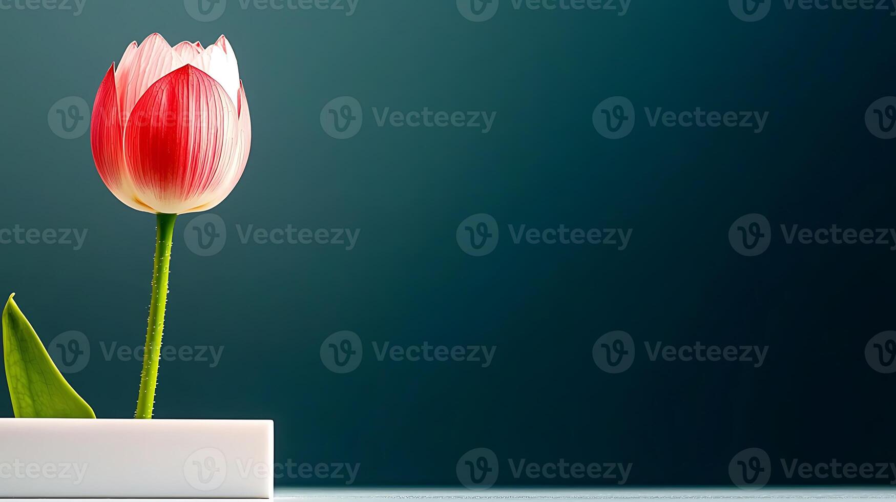 A vibrant red and white tulip elegantly displayed in a minimalist vase against a dark background photo