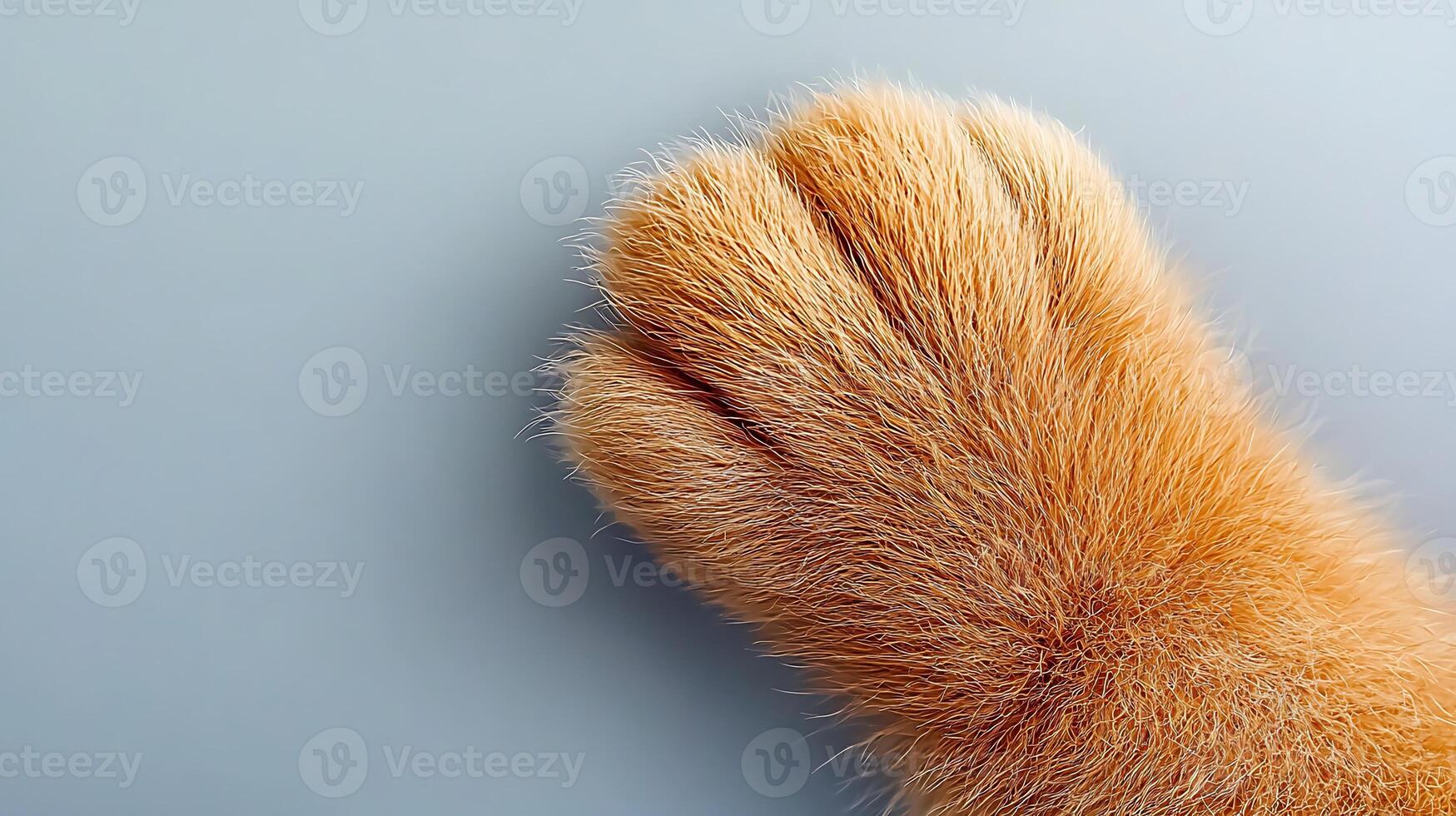 Close-up of a fluffy orange cat paw resting on a smooth gray surface, showcasing its texture photo