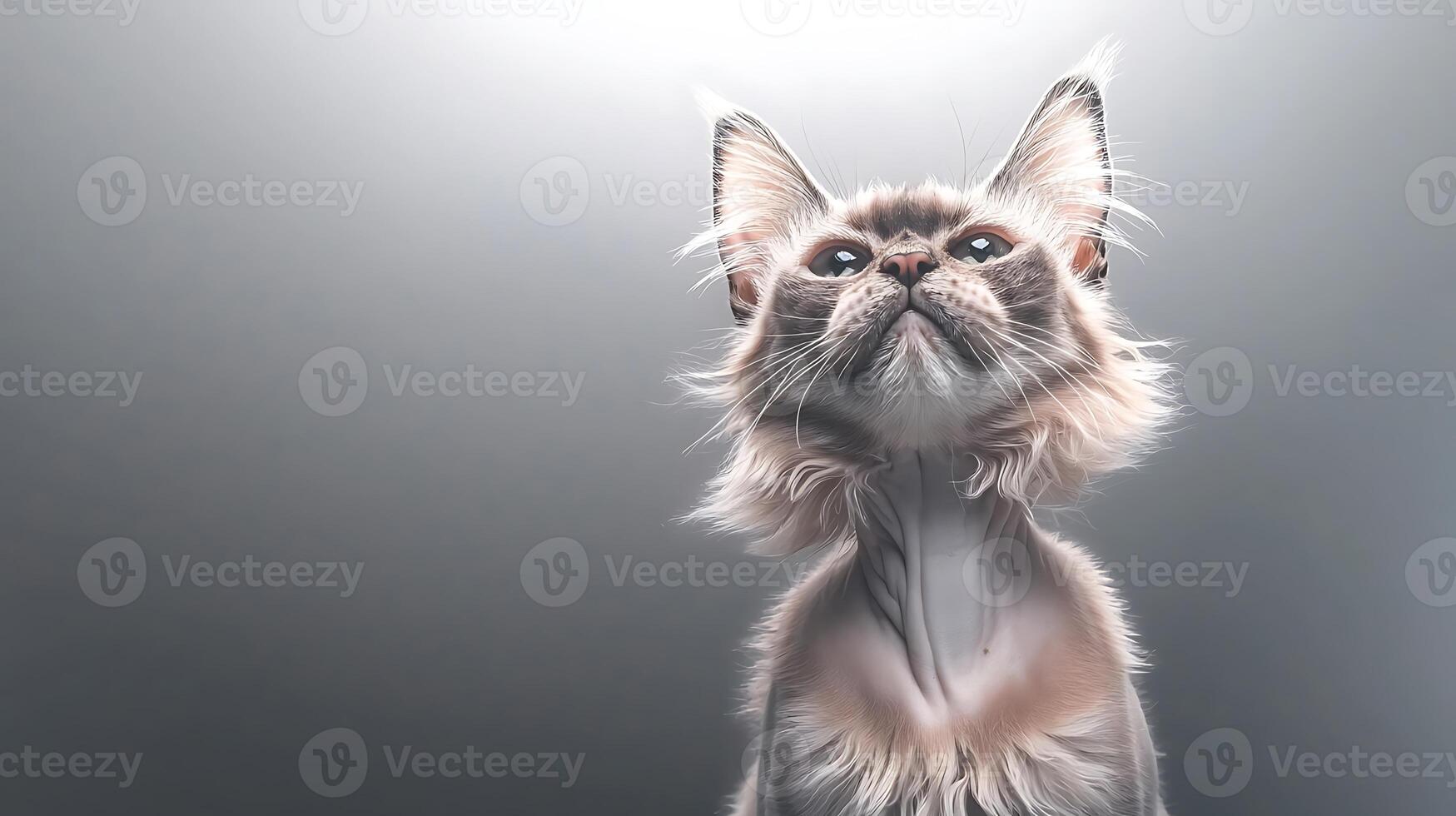 Majestic cat gazing upwards with illuminated background, capturing a serene and curious moment photo