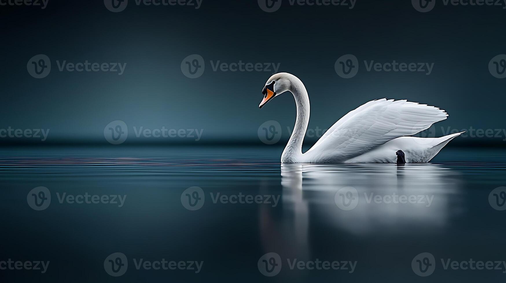 Serene white swan gliding gracefully across a calm lake with a dark blue background photo