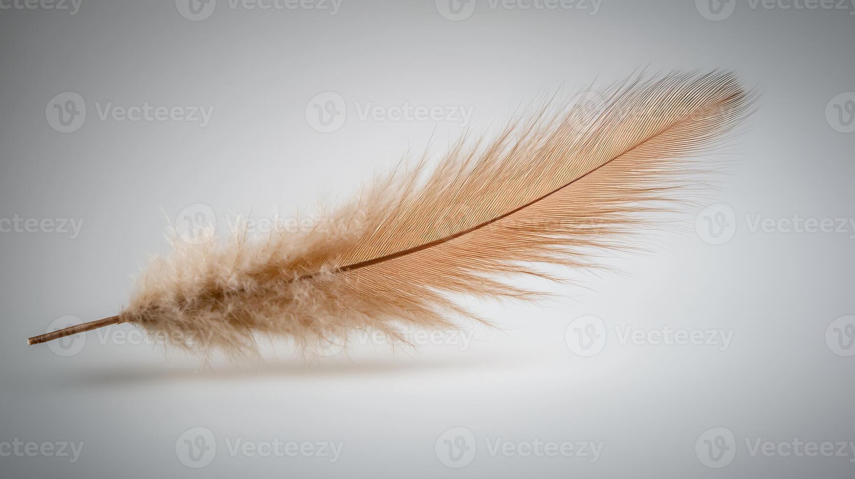 Soft, delicate pampas grass feather on a neutral background, showcasing its natural beauty and texture photo
