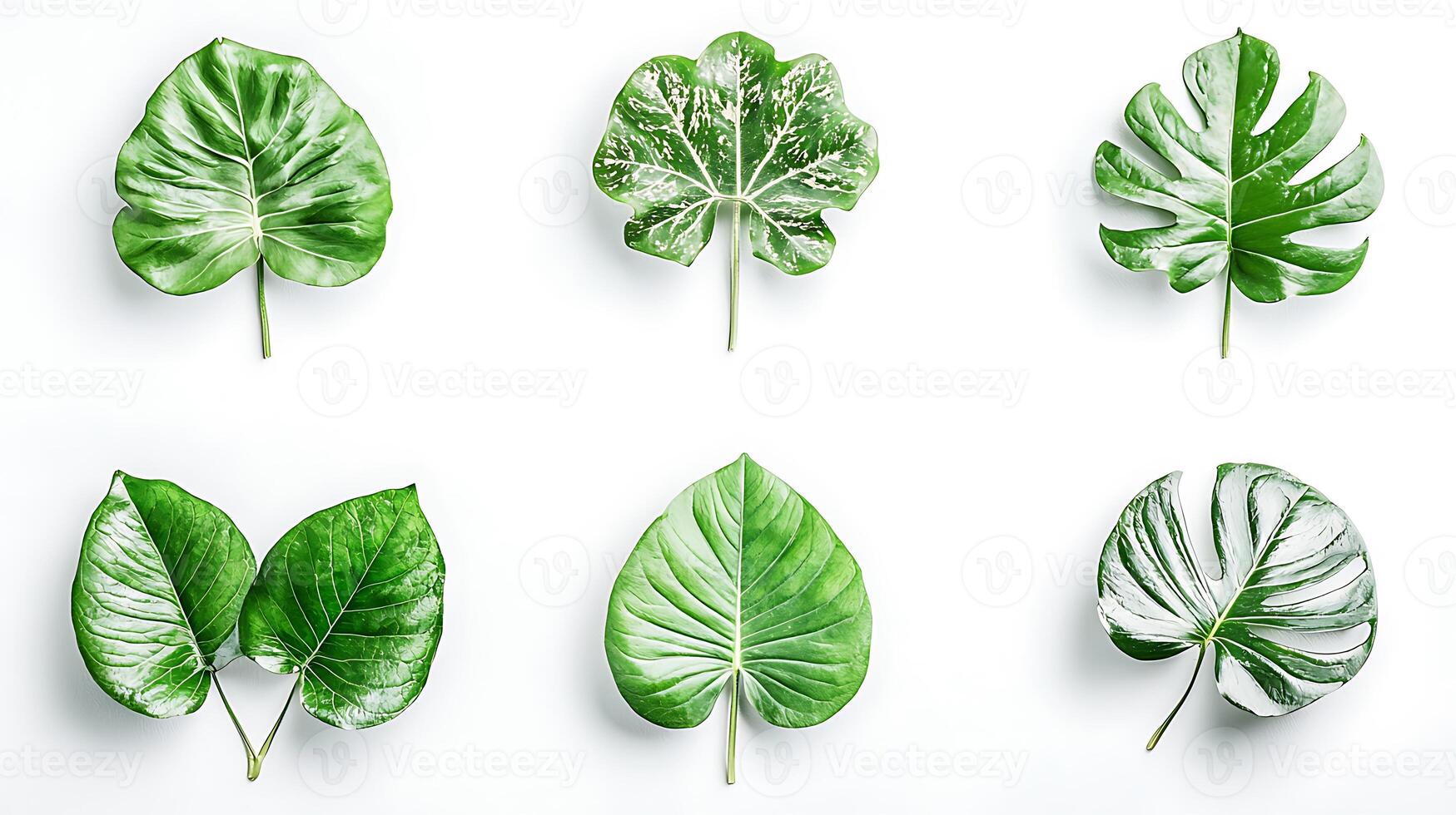 Various green leaves arranged on a white background showcasing their unique shapes and patterns photo