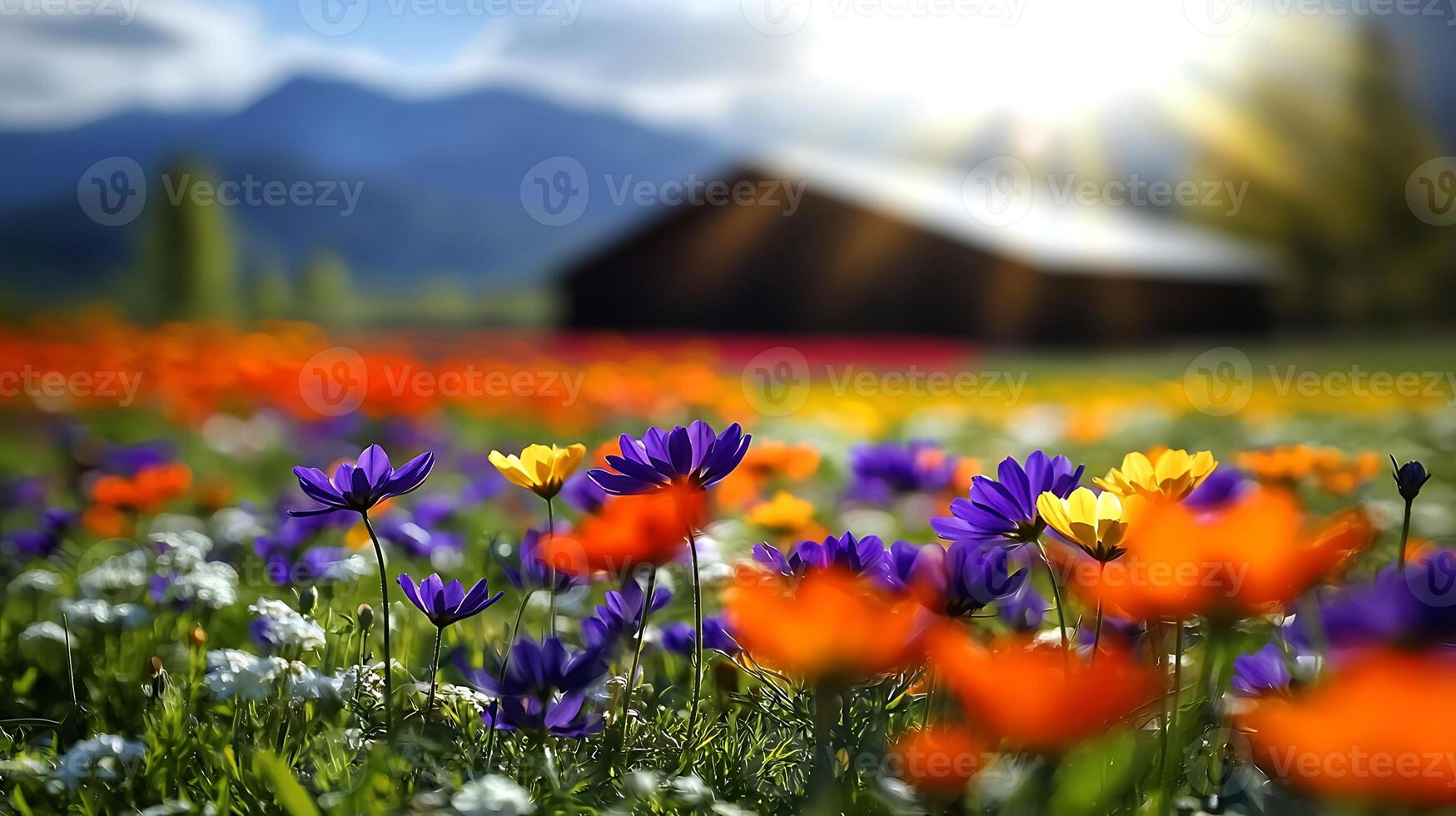 Vibrant spring flowers in a colorful meadow with a rustic barn and mountains in the background photo