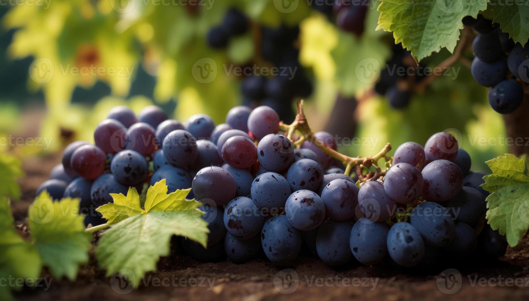 Wine grapes on vine in summer vineyard photo