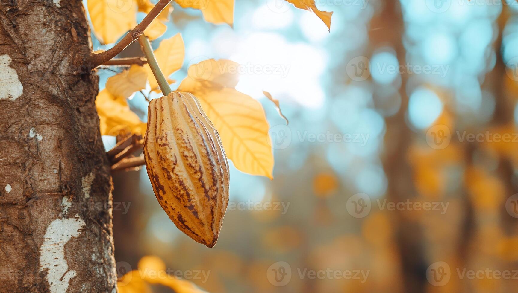 Cocoa pods on a tree in the sun photo